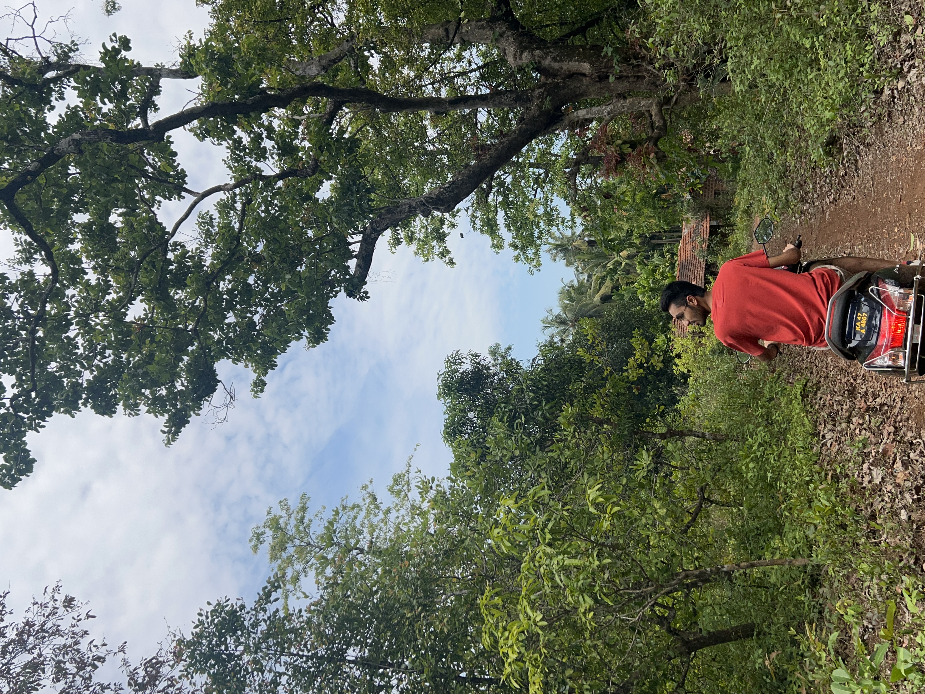 Lost in the Jungle